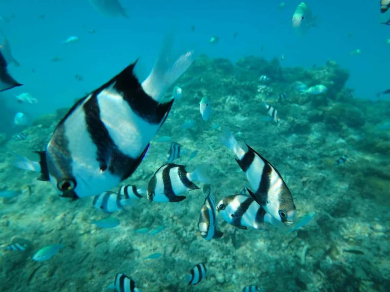 Equa Reef Maldives Hotel Addu City Exterior photo